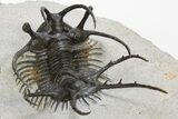 Spiny Ceratarges Trilobite - Huge & Top Quality #312738-5